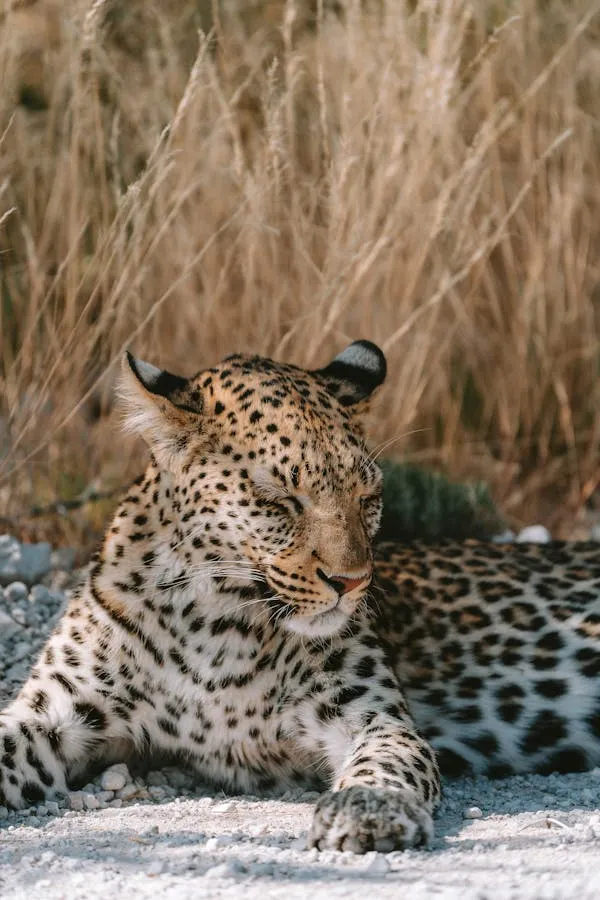 Young Leopard Resting Calmly on Dry Grassy Ground Wallpaper