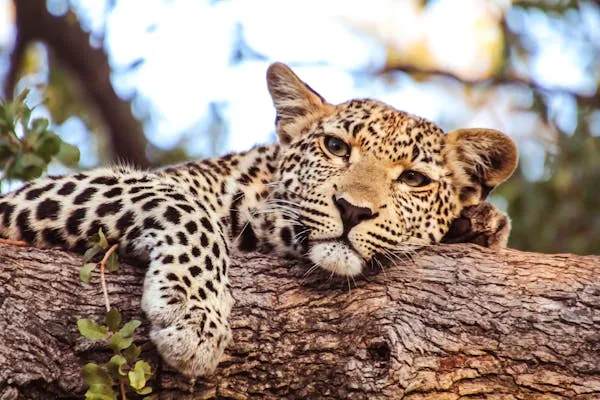Young Leopard Resting Head on Branch with Calm Eyes