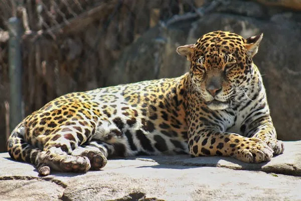 Young Leopard Resting on Rock in Bright Sunlight Wallpaper