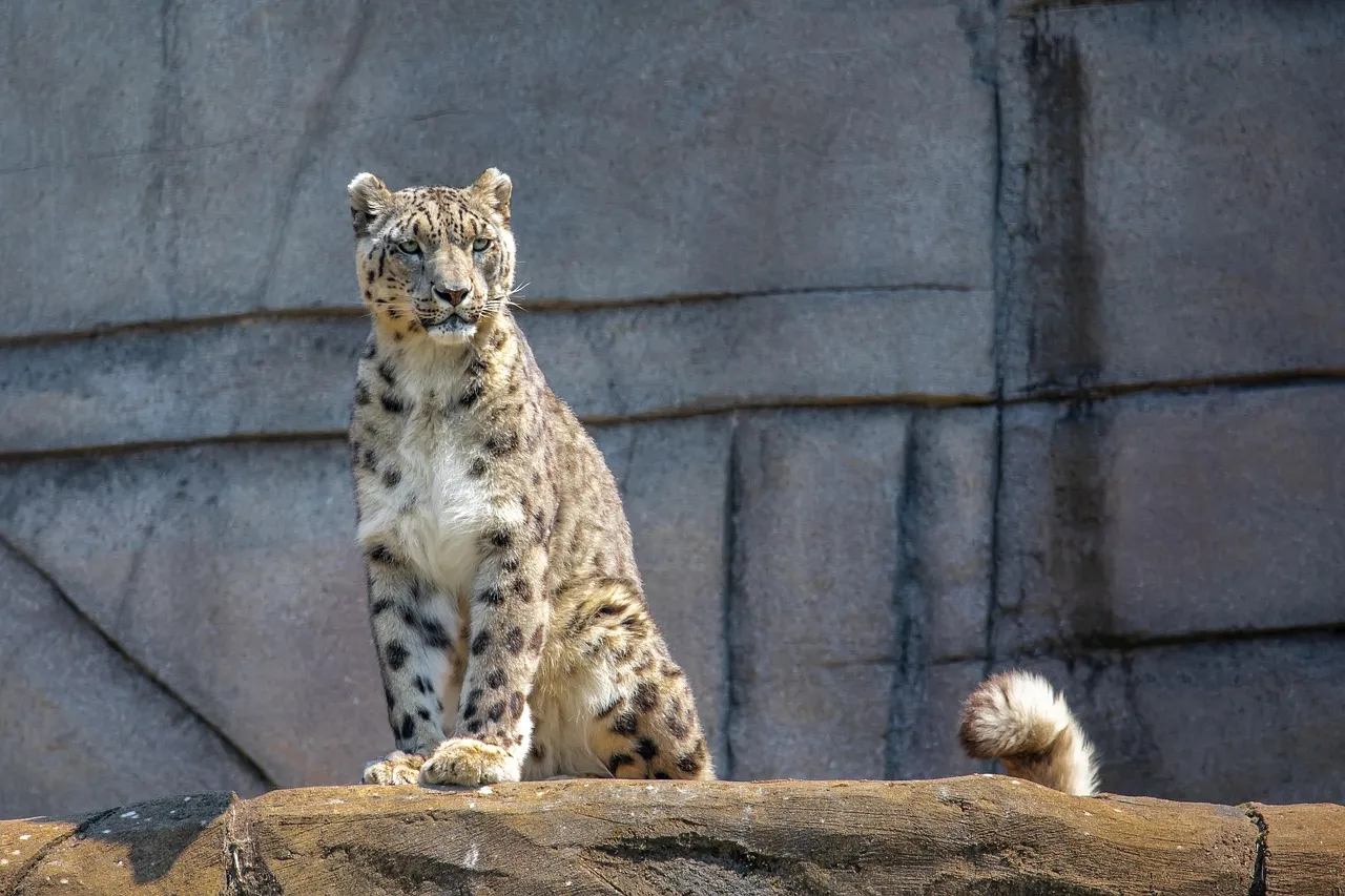 Young Leopard Sitting on Concrete Rock Wildlife Photography