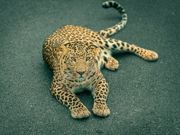 Young Leopard Sitting with Curious Look Wildlife Wallpaper