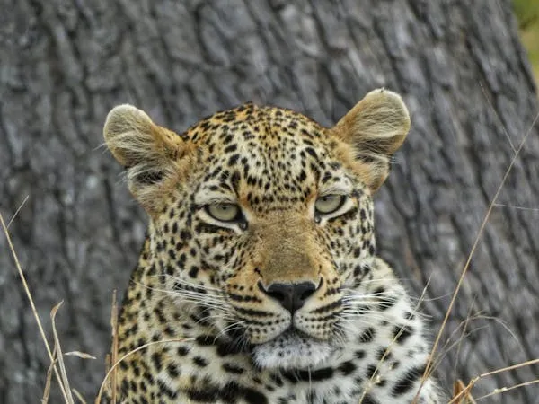Young Leopard Sitting Quietly By Tree Trunk in Forest Shade