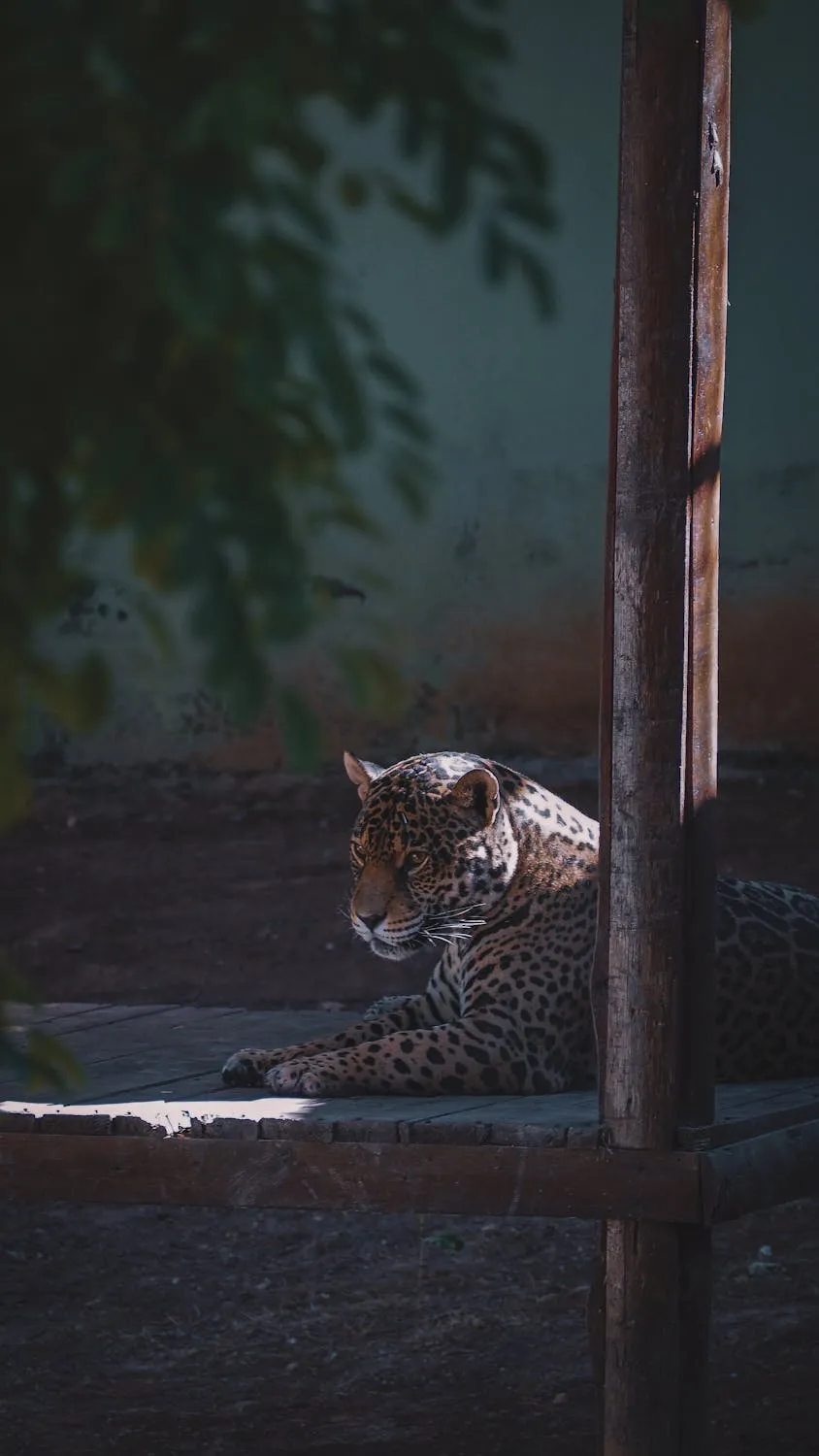 Young Leopard Sitting in the Shadows of the Forest Floor
