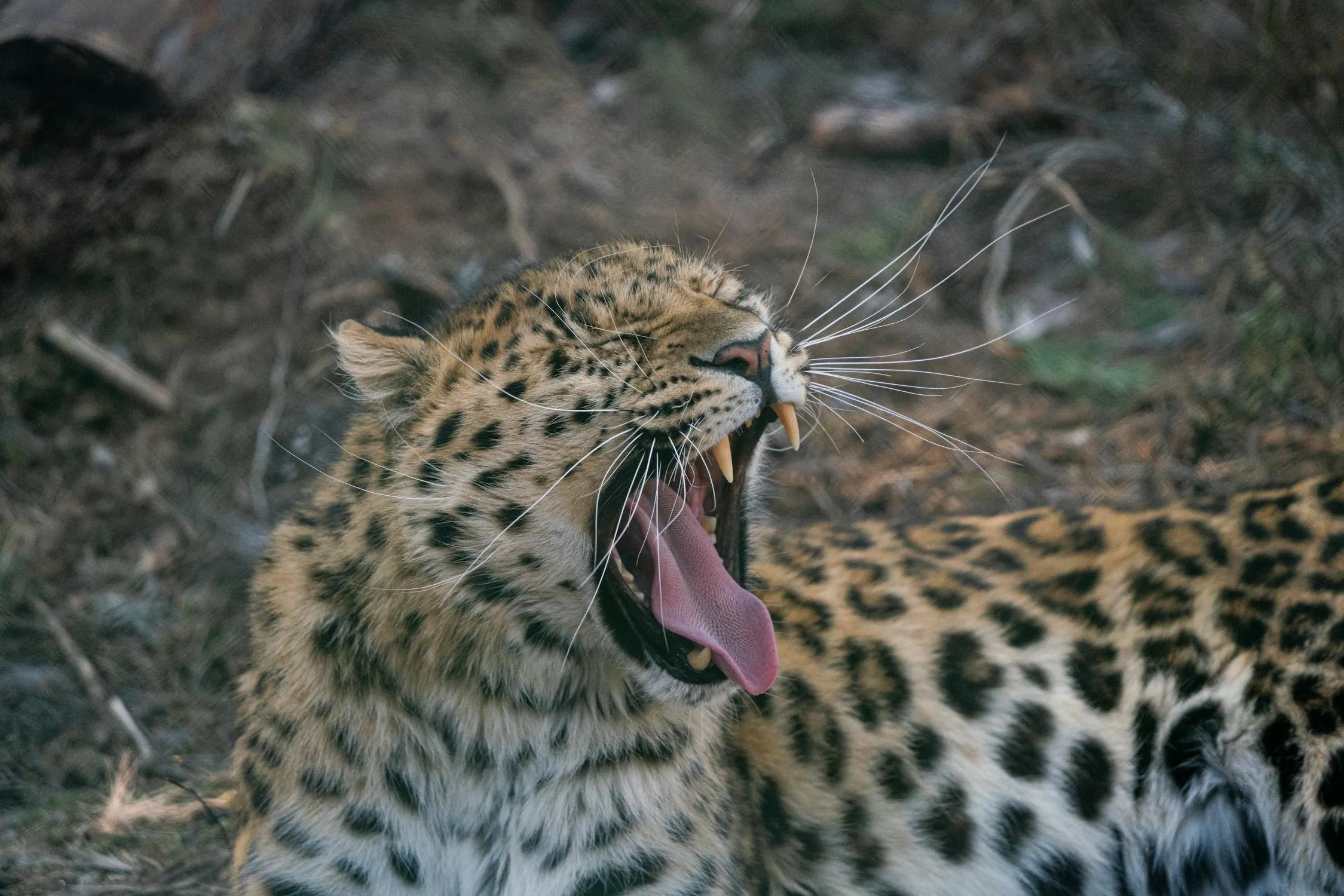 Young Leopard Sitting and Yawning in the Jungle Wallpaper