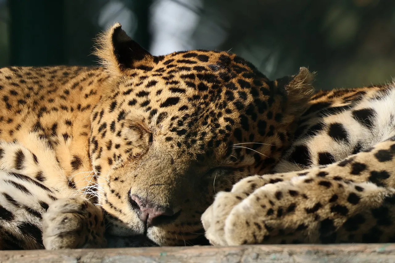 Young Leopard Sleeping Extreme Close Look HD Free Wallpaper