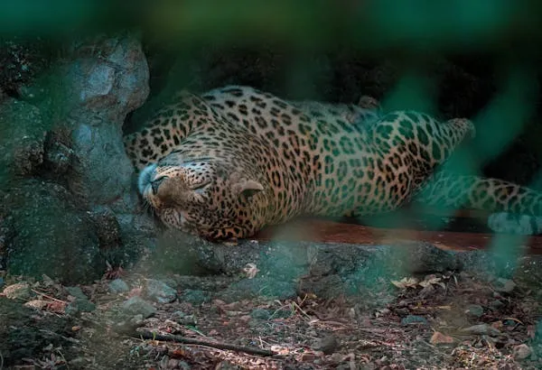 Young Leopard Sleeping Peacefully Hidden Under the Rock