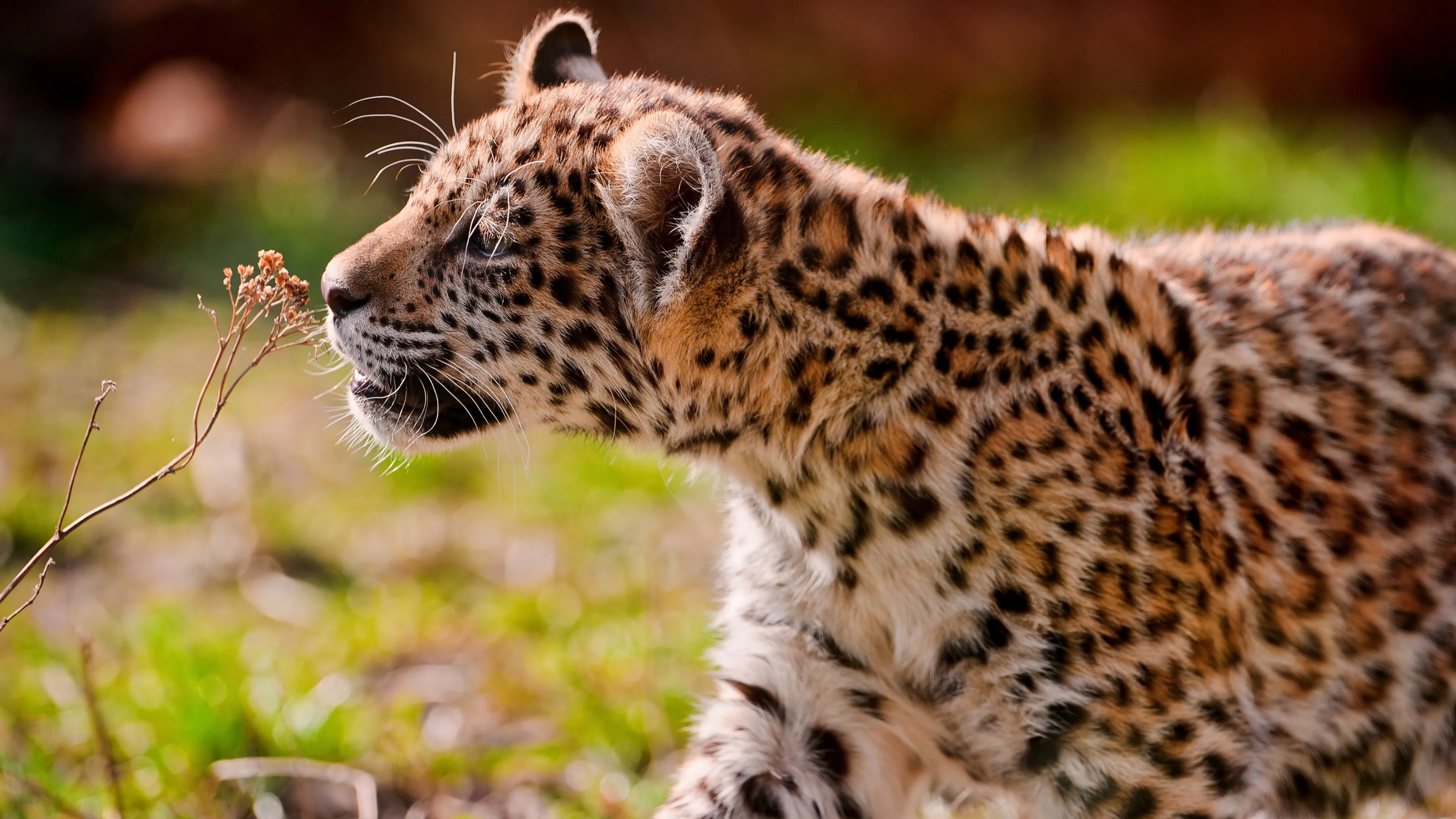 Young Leopard Smelling Grass Flower Free Wallpaper