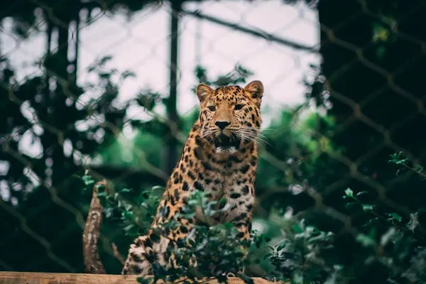 Young Leopard Standing Upright Behind Wire Zoo Fence