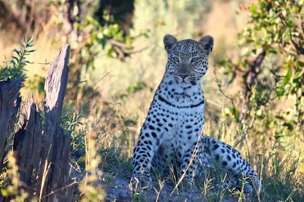 Young Leopard Staring from Behind Log in Morning Light