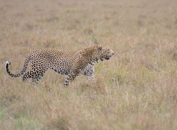 Young Leopard Walking Across the Dry Grass in the Jungle