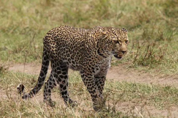 Young Leopard Walking Across Dry Grassland Looking Alert