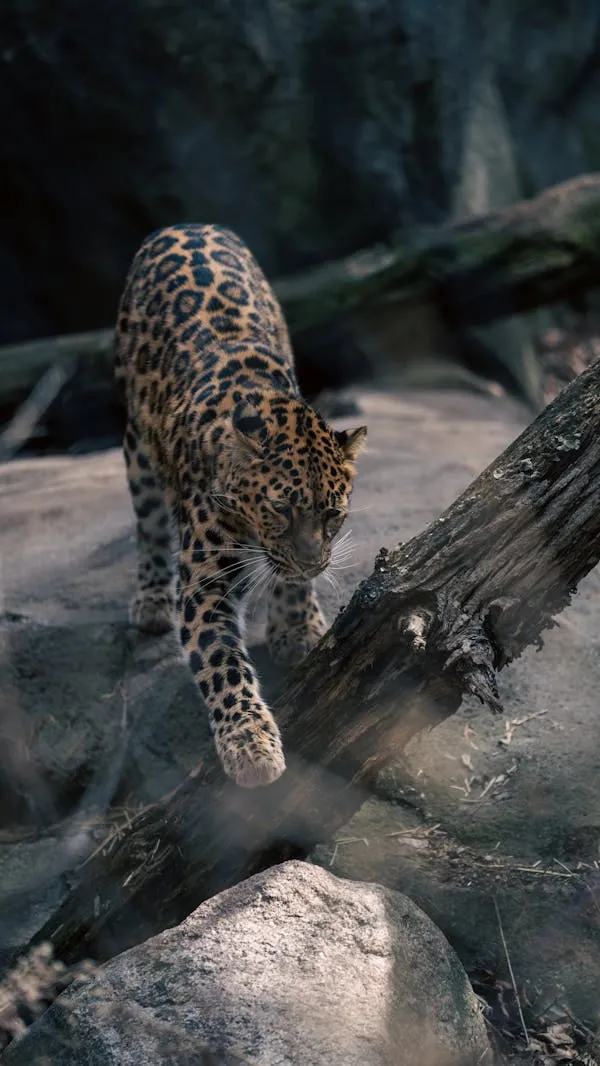 Young Leopard Walking Across Rock and Wood Platform HD Image
