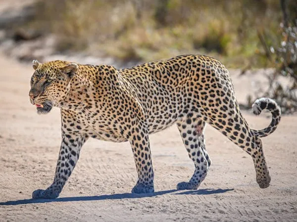 Young Leopard Walking Alone on Sandy Trail in Forest