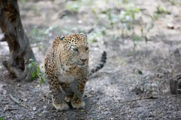 Young Leopard Walking Slowly Near Large Forest Tree