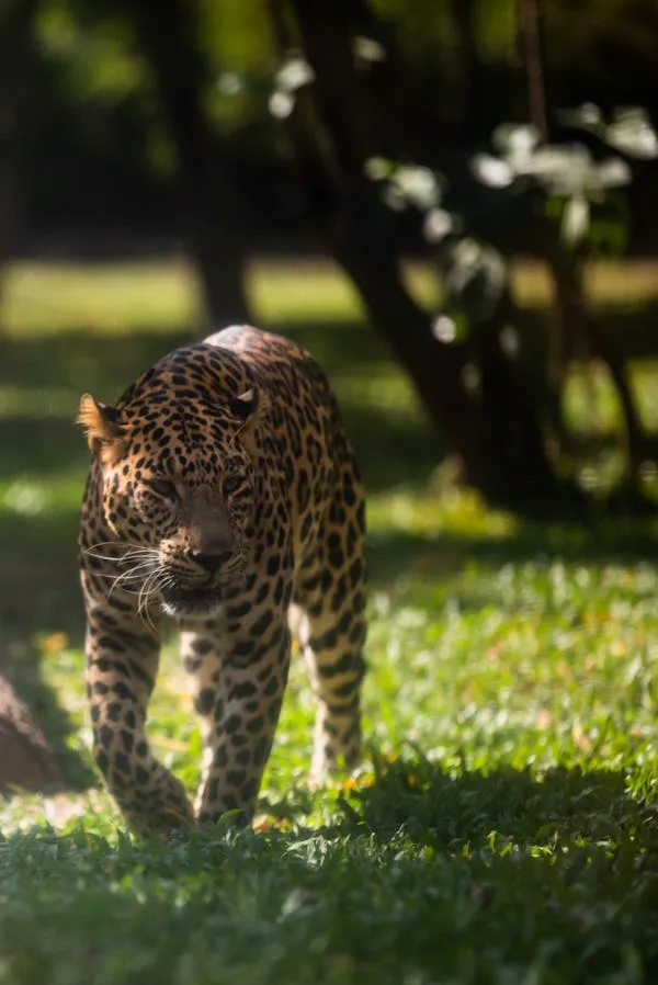 Young Leopard Walking Through Green Forest Free Wallpaper
