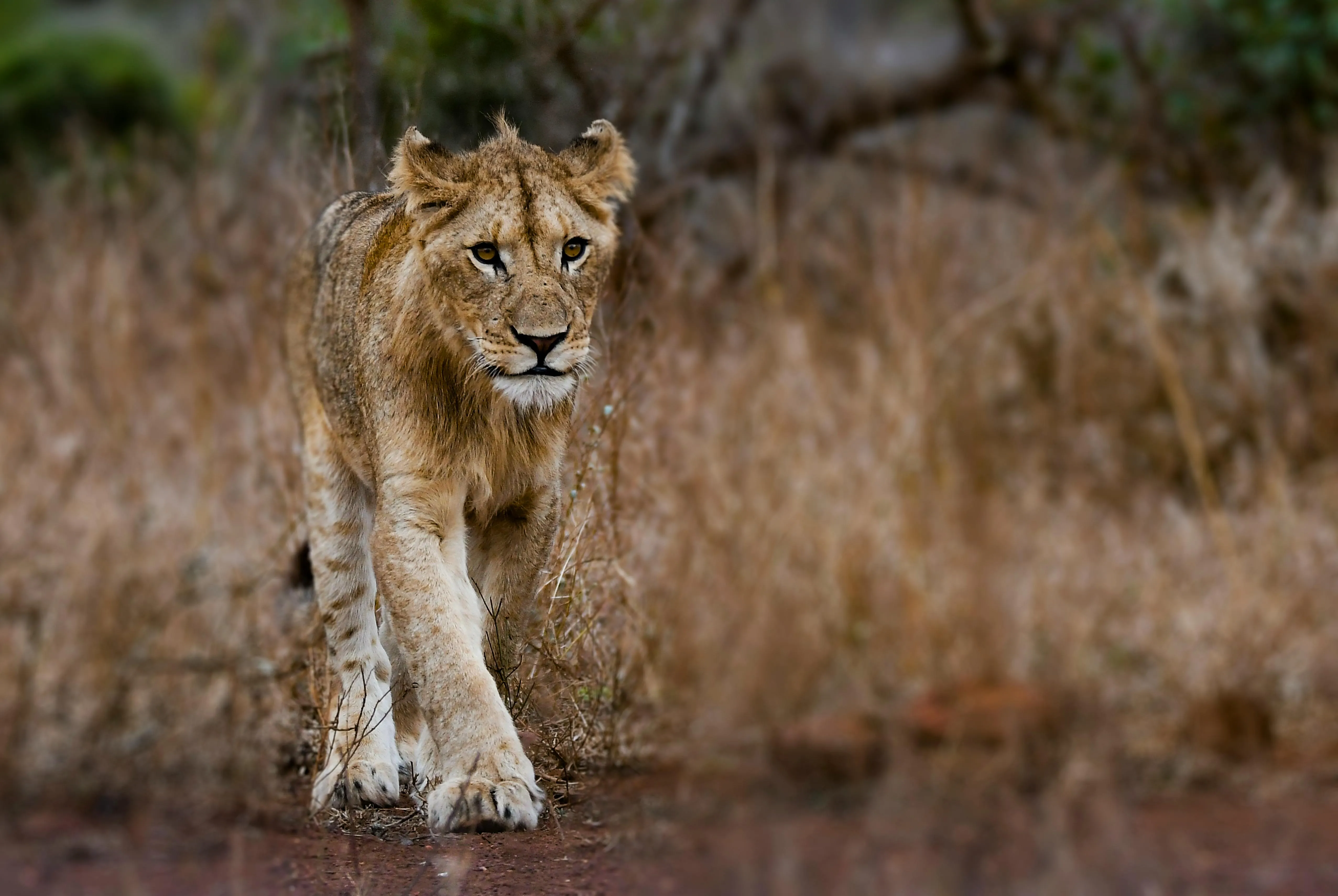 Young Lion Walking in the Jungle Wallpaper Free Download