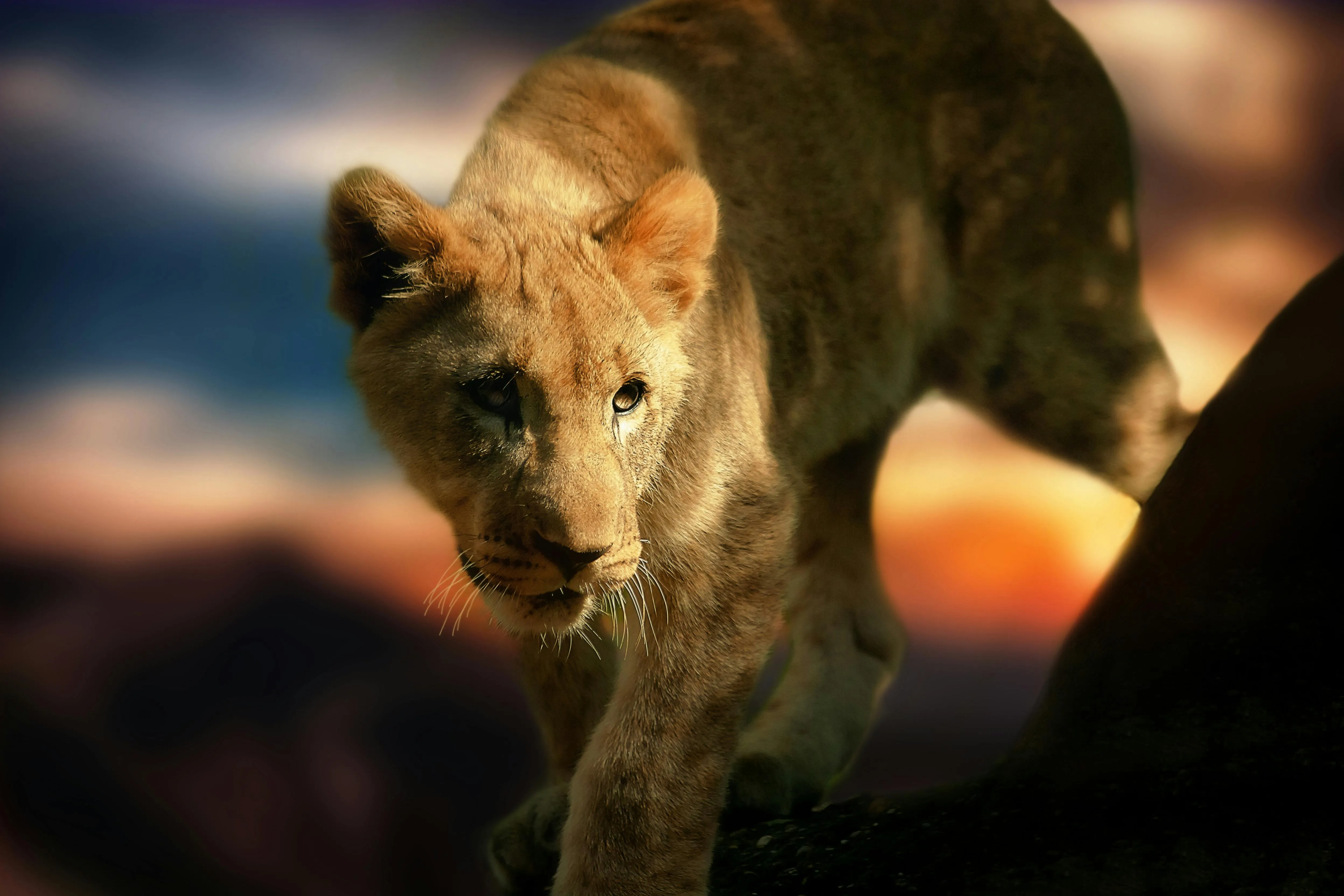 Young Lion Walking on the Tree Branch Wildlife Wallpaper