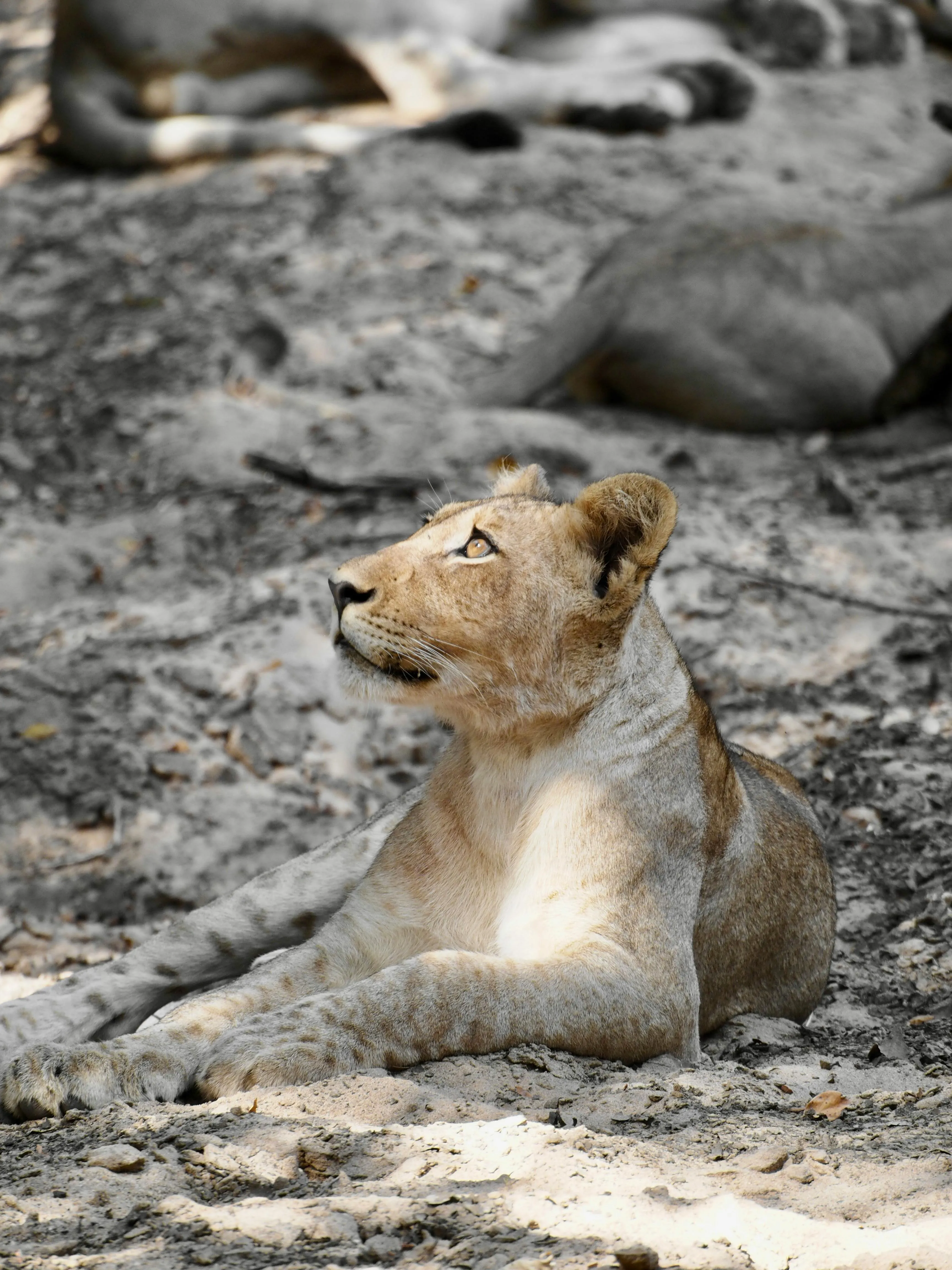 Young Lioness Resting in the Shade Peaceful Wildlife Moment