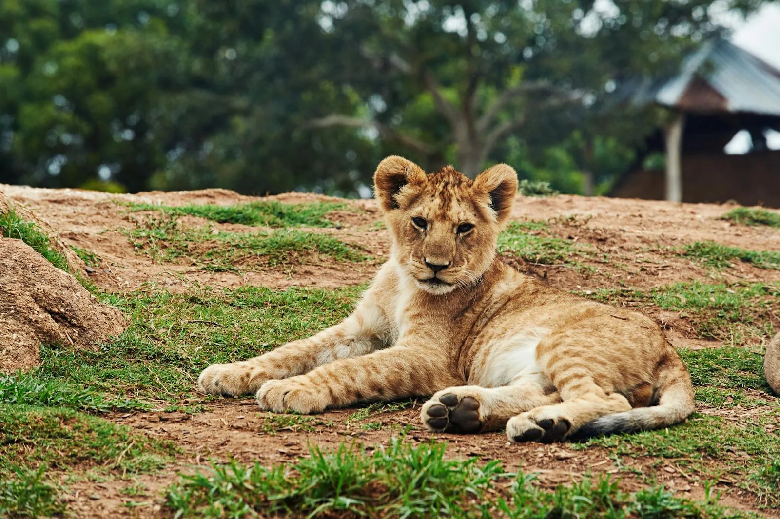 Young Little Lion Cub Lying Down on the Grass HD Wallpaper