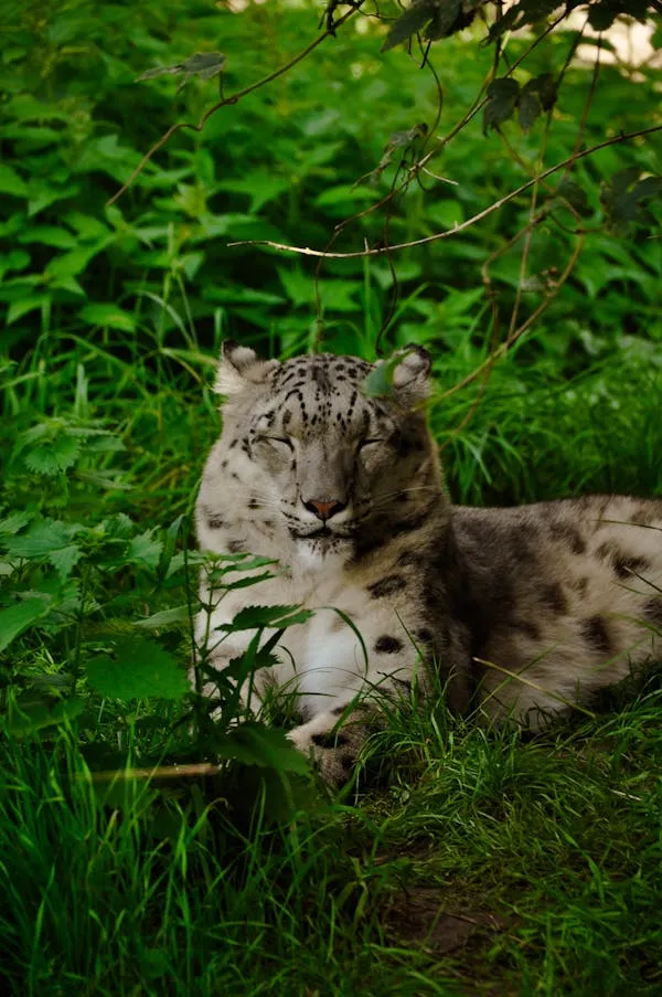 Young Snow Leopard Sitting Quietly in Green Grass Wallpaper