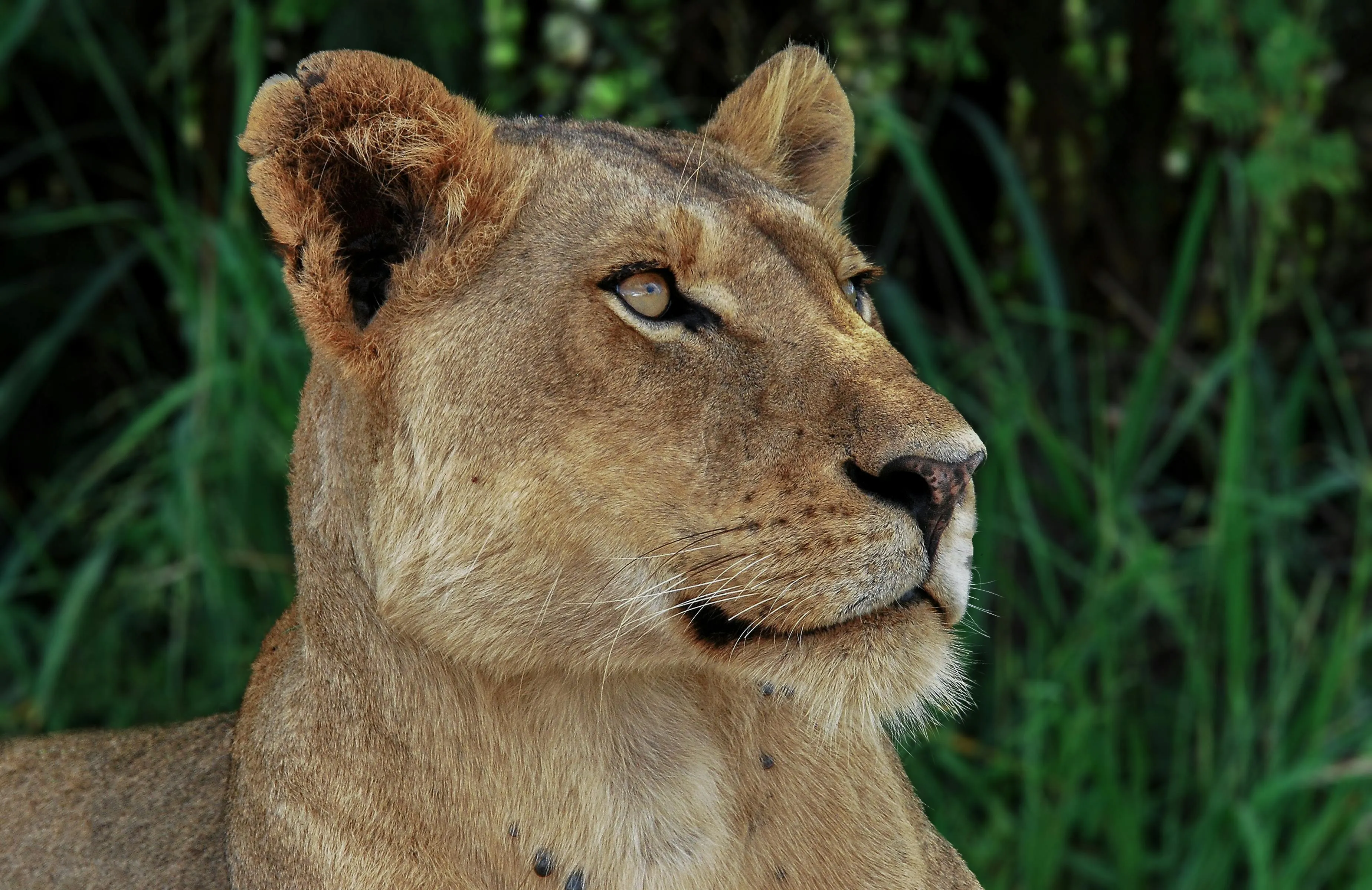 Zoomed Face of Lioness Sitting on Grass Free HD Wallpaper