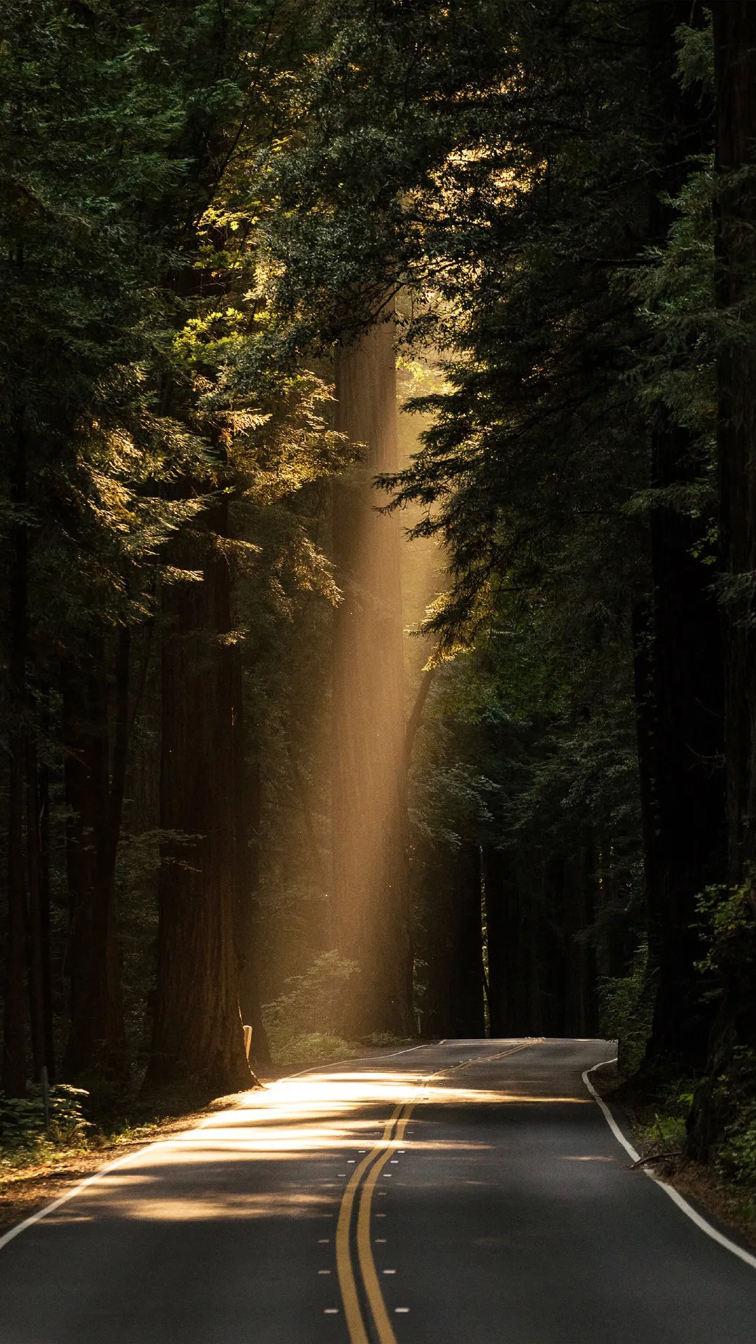 Download HD image of Forest sunlight falling on the road