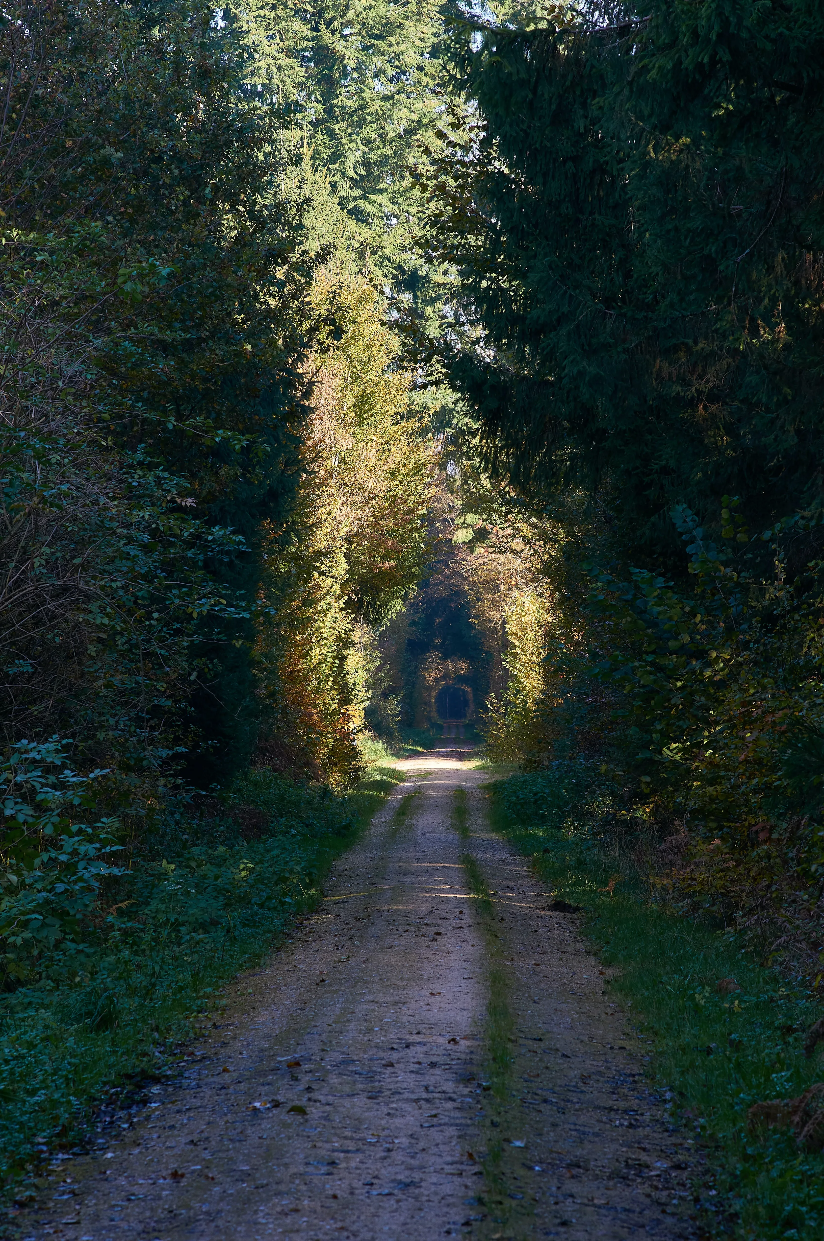 Free wallpaper of center of forest with long way download