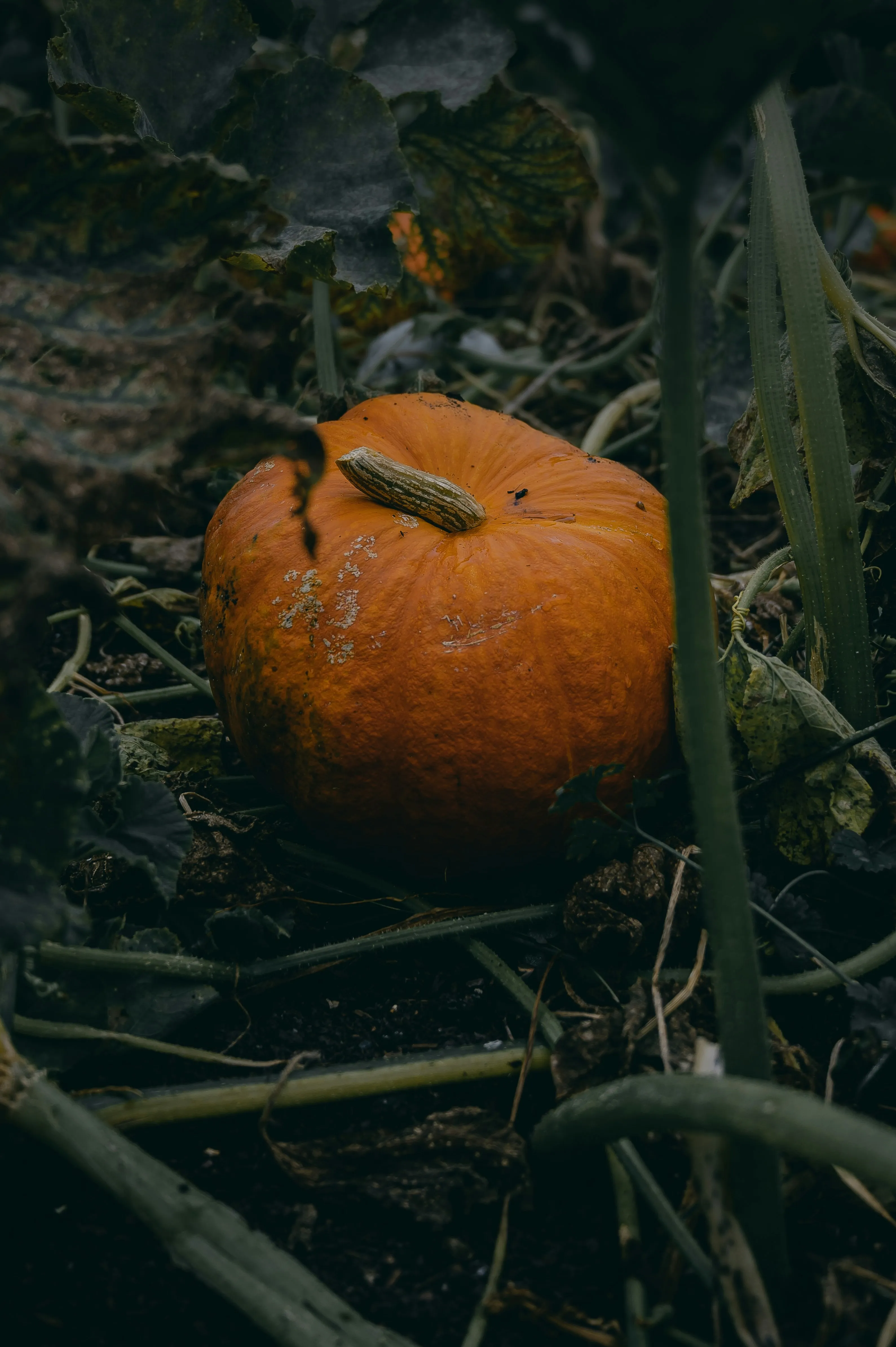 Abandoned Pumpkin in Forest Underbrush Free HD Wallpaper