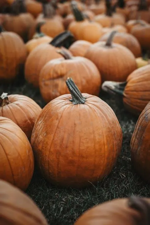 Amazing Field Of Large Orange Pumpkins Ready For Harvest