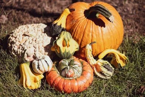 Assorted Gourds and Pumpkins in Rustic Fall Scene Wallpaper