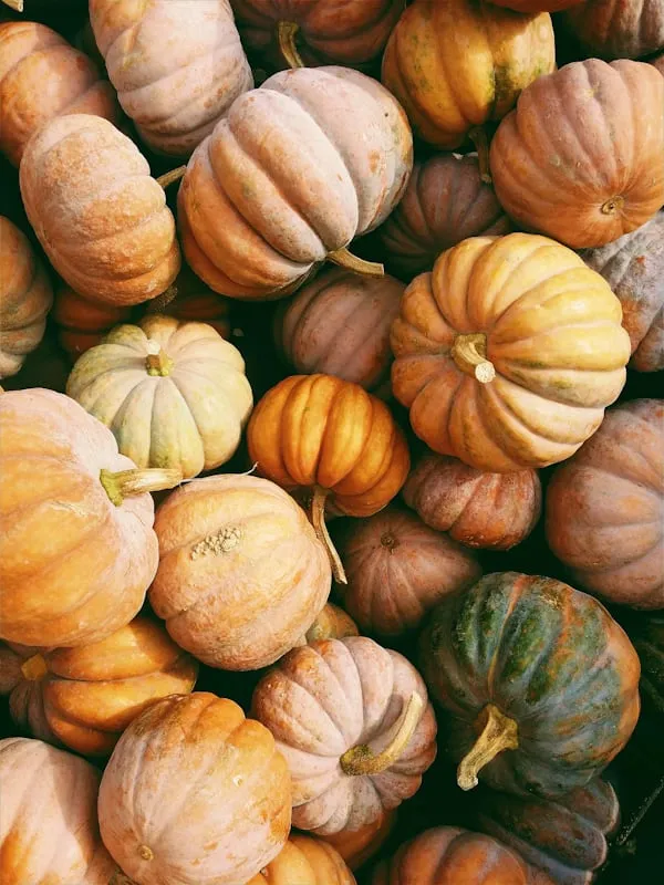 Assorted Mini Pumpkins in Warm Fall Light HD Wallpaper