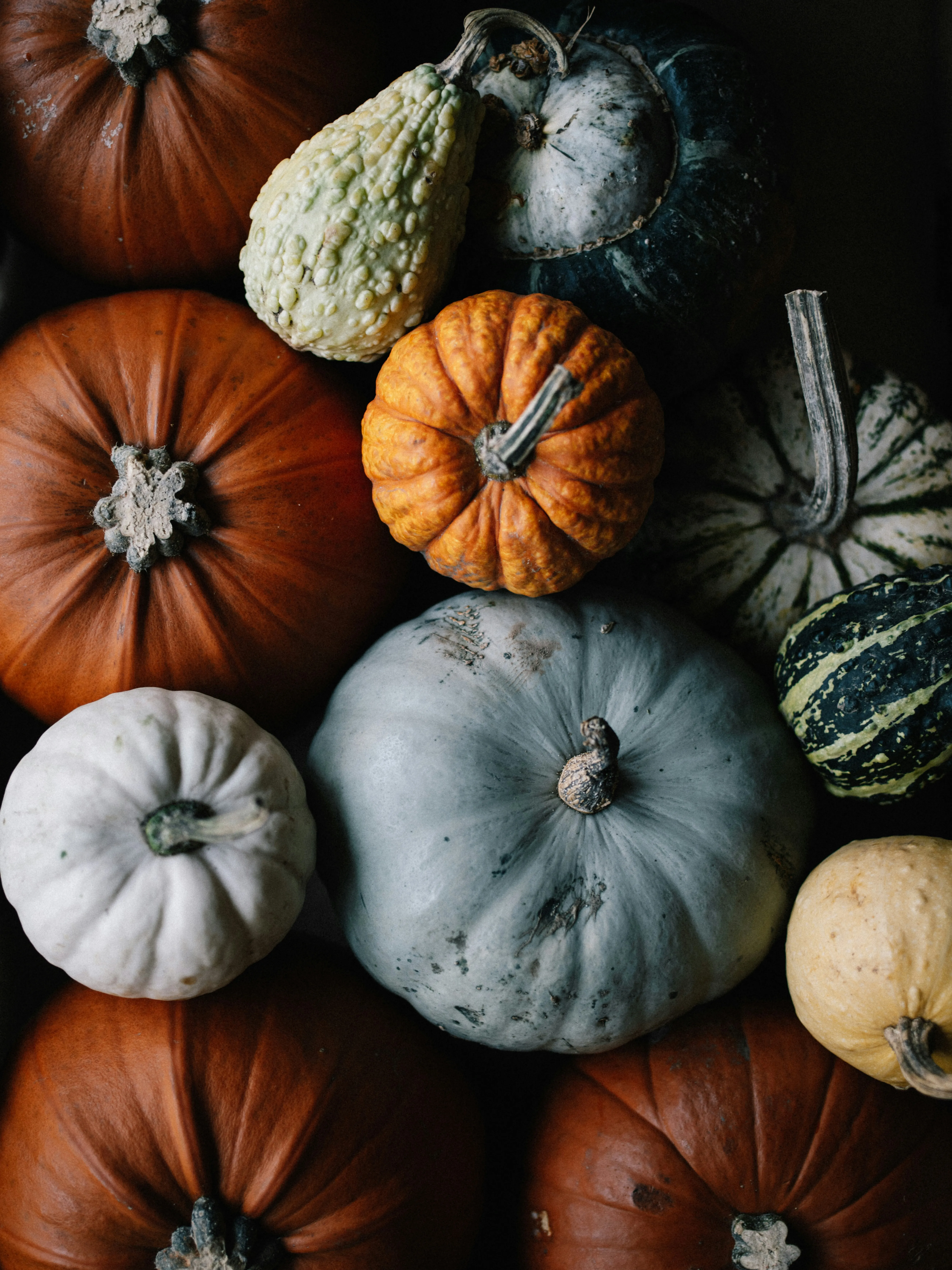 Assorted Pumpkins in Autumn Seasonal Top View Scene Image