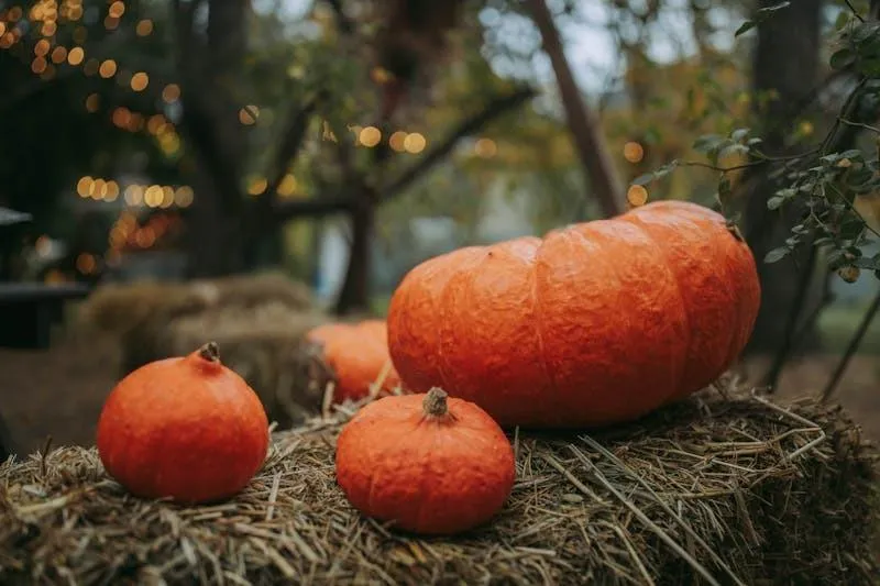 Assorted Pumpkins on Autumn Ground with Bokeh Lights