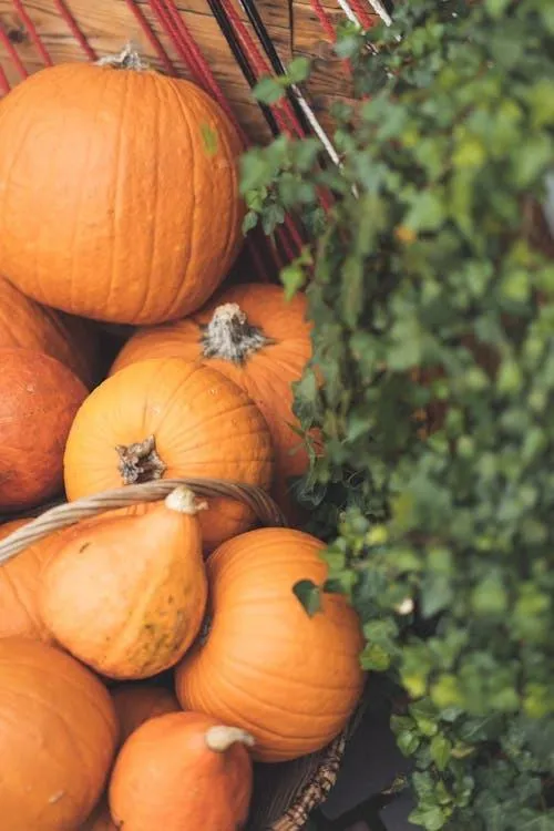 Assorted Pumpkins on Tree and Hay in Fall Setup 4Kimage