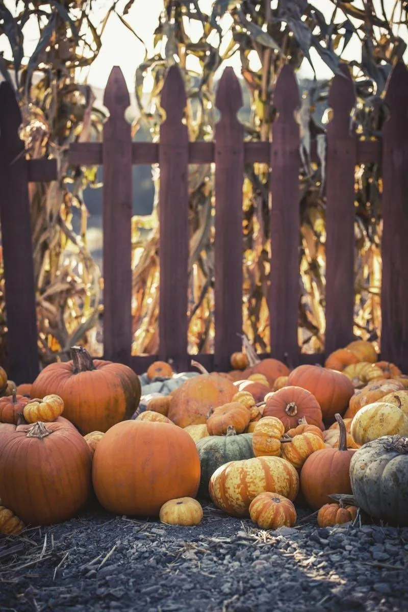 Backyard Pumpkin Patch with Variety Of Autumn Pumpkins