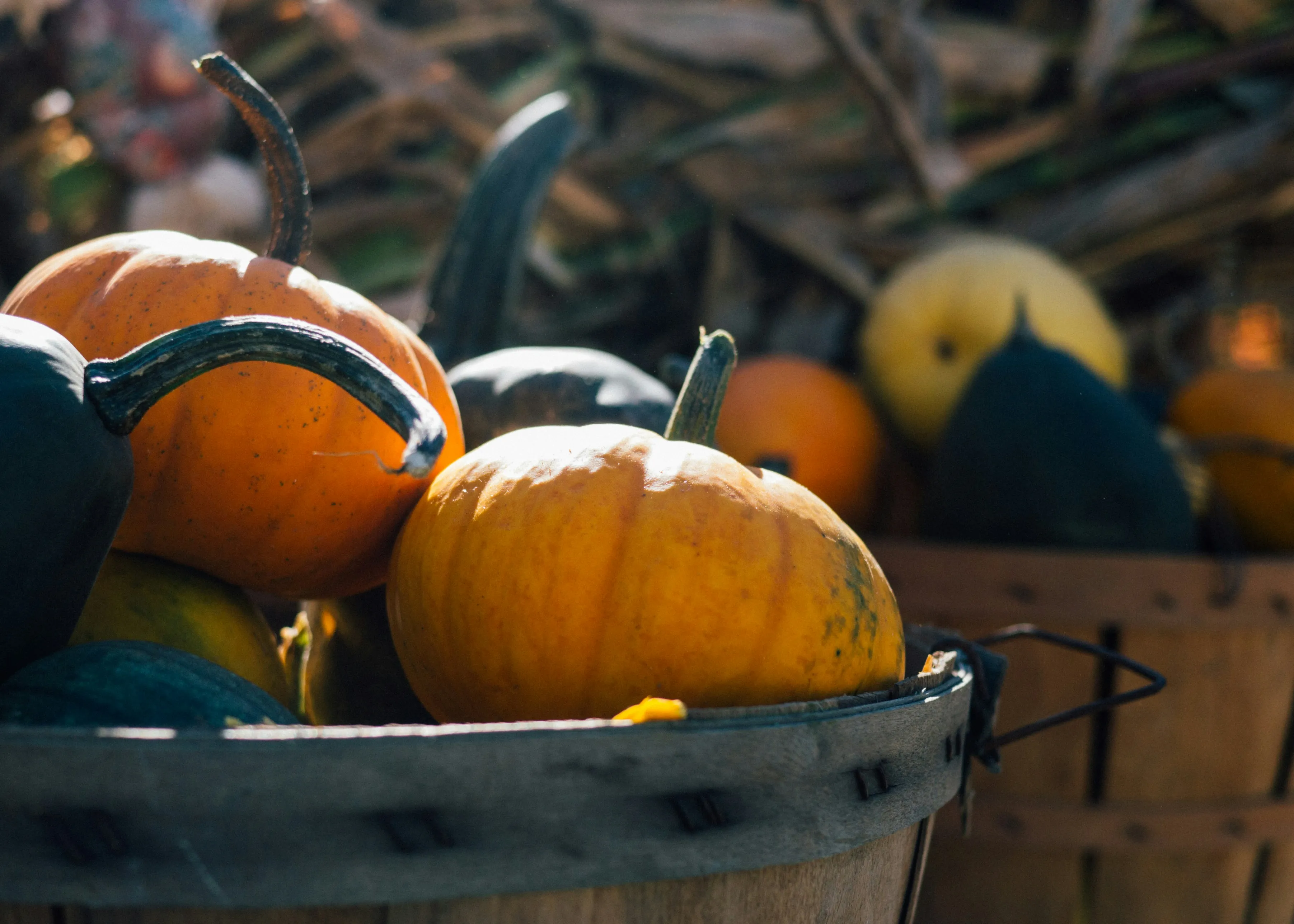 Basket Full Of Miniature Pumpkins Outdoors Wallpaper