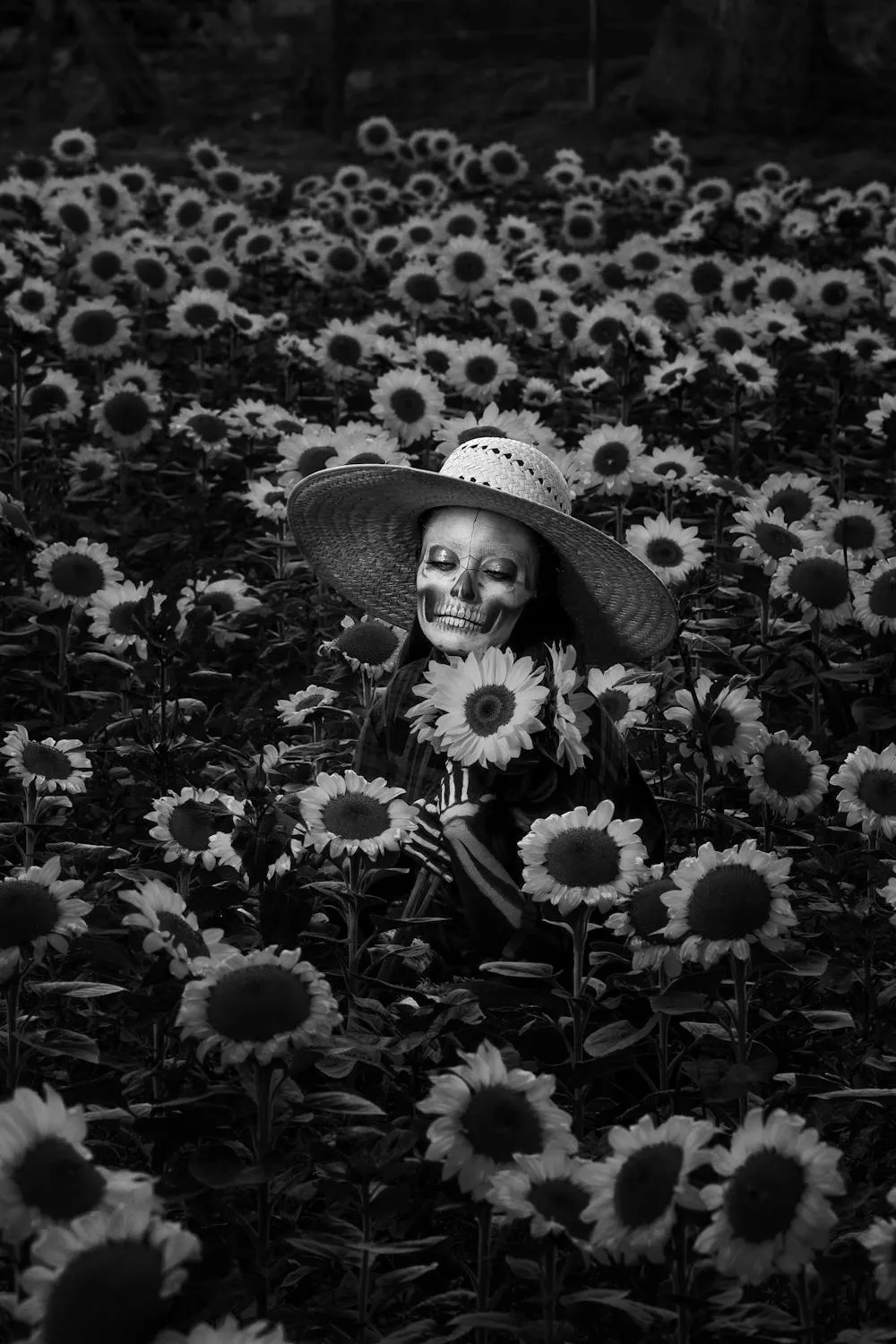 Black and White Halloween in a Sunflower Field Wallpaper