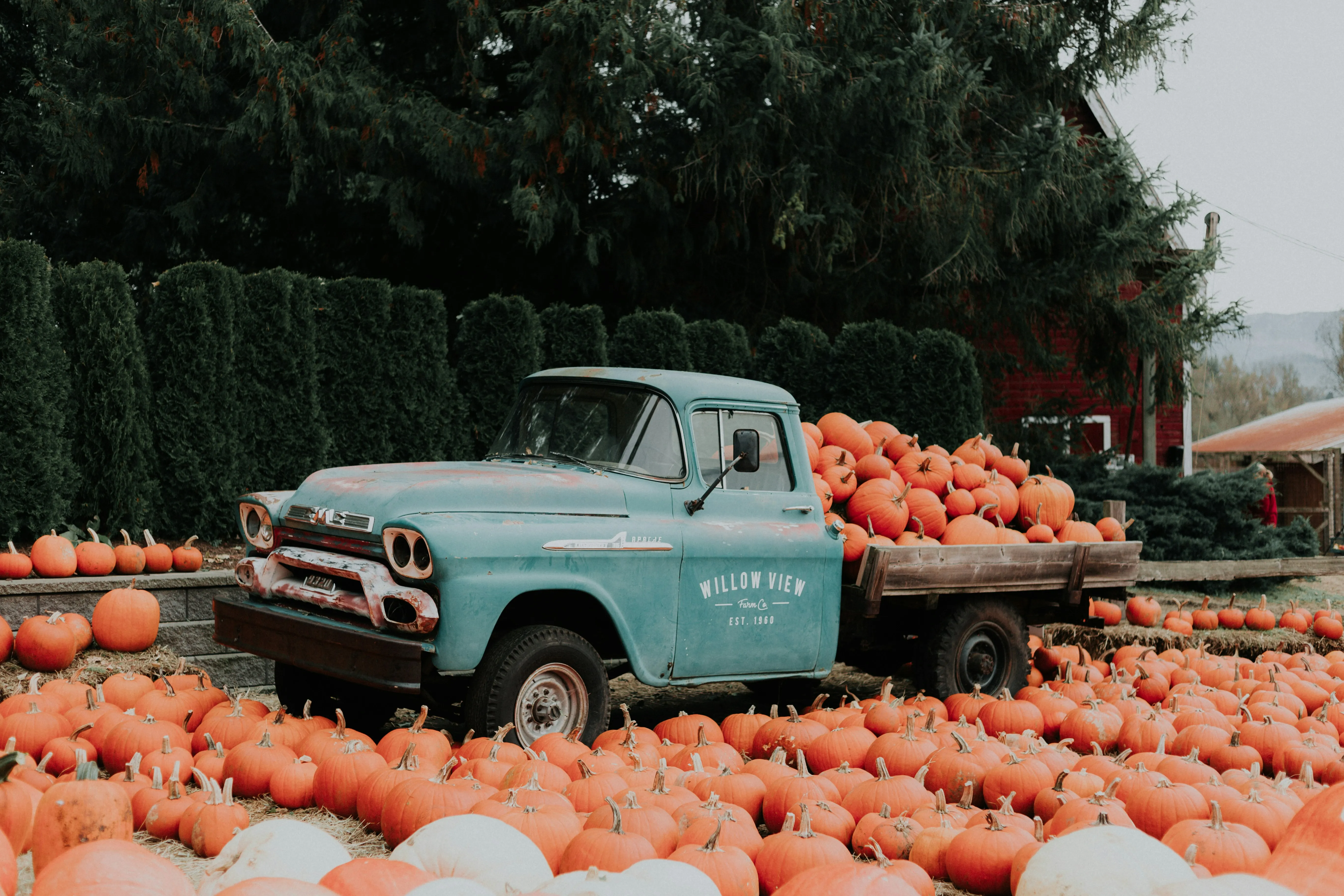 Blue Vintage Truck Loaded with Halloween Pumpkins Wallpaper