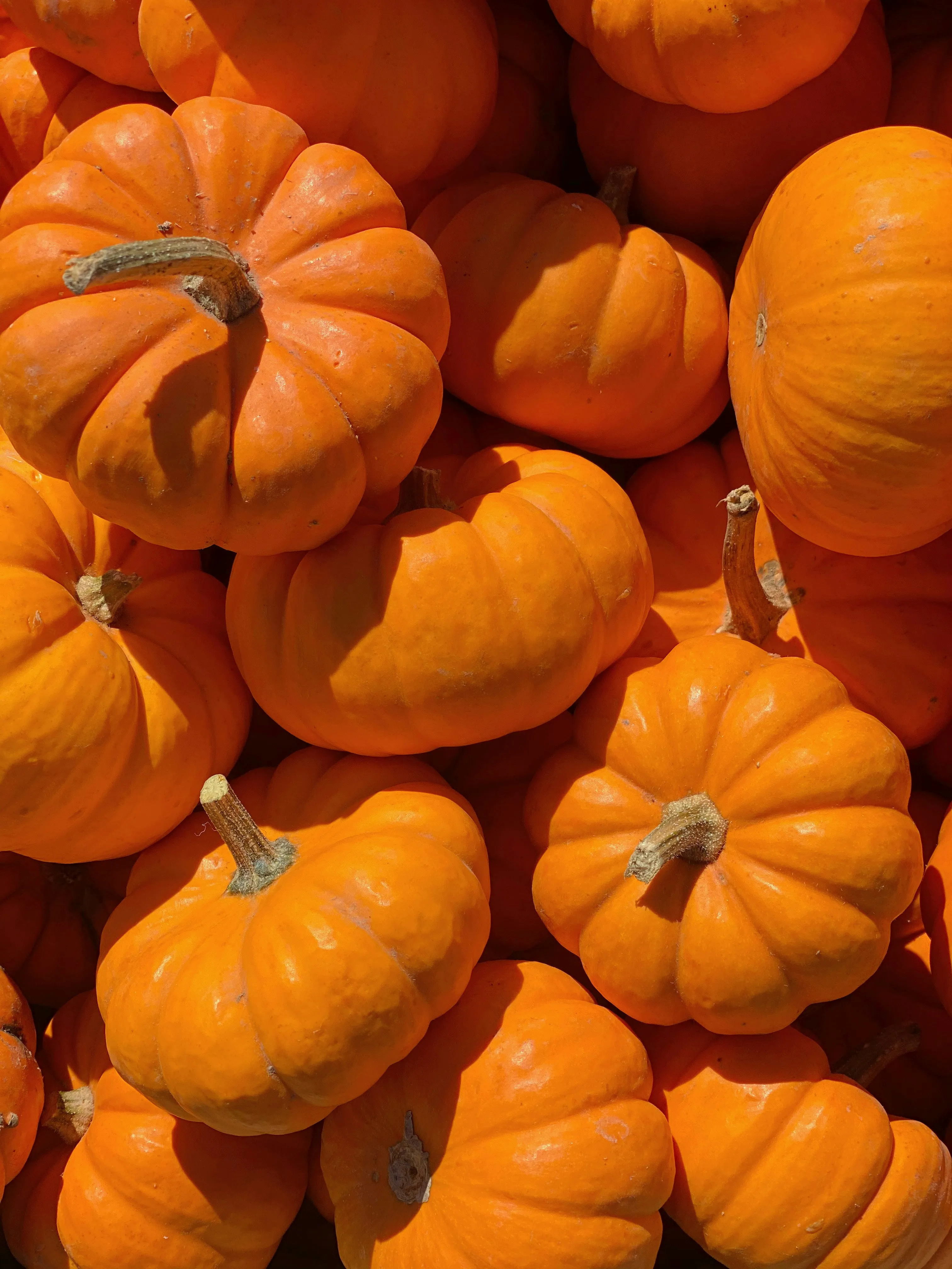 Bright Orange Mini Pumpkins in Autumn Display Wallpaper
