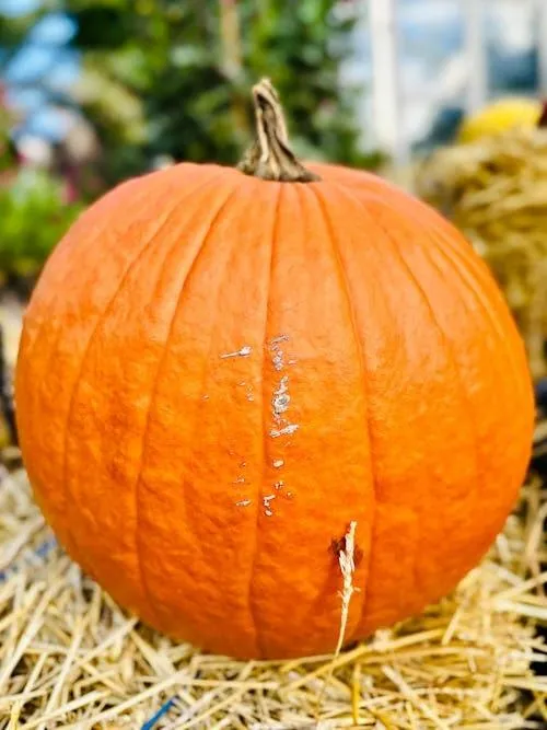 Bright Orange Pumpkin on Straw in Fall HD Wallpaper
