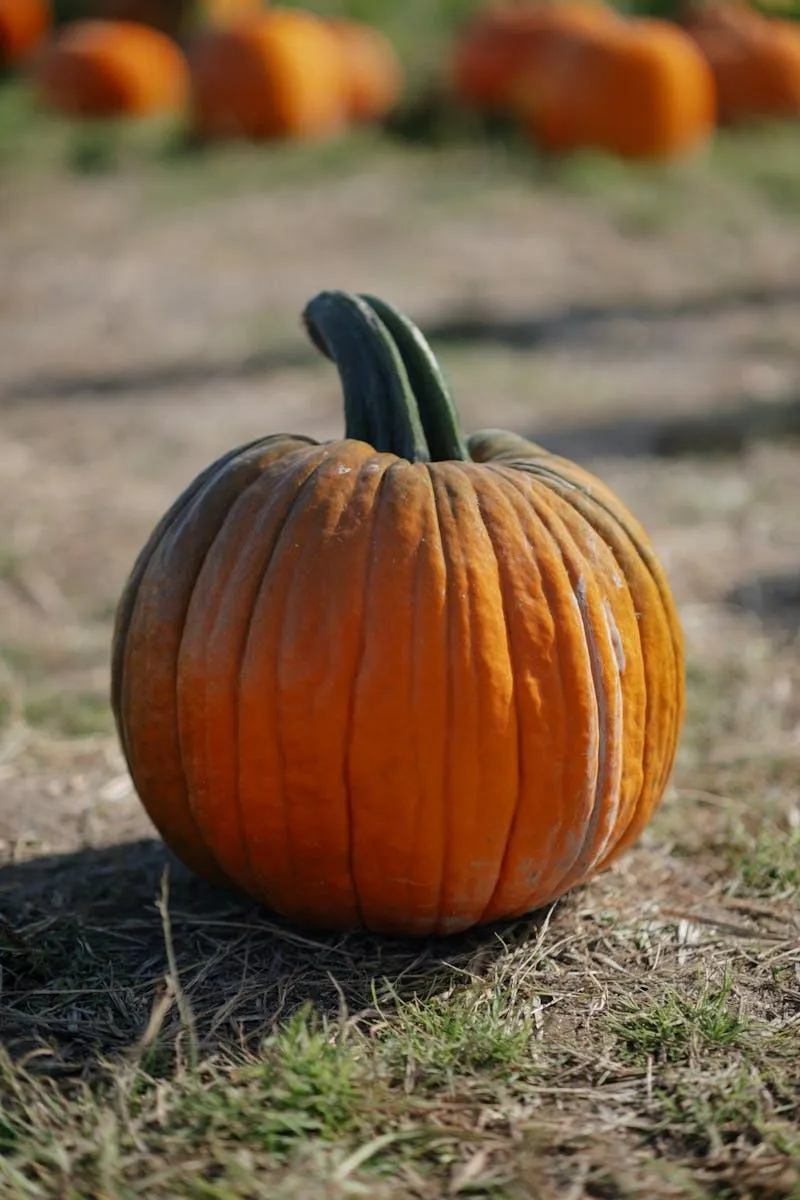 Bright Orange Pumpkin Sitting on Grass in Natural Light