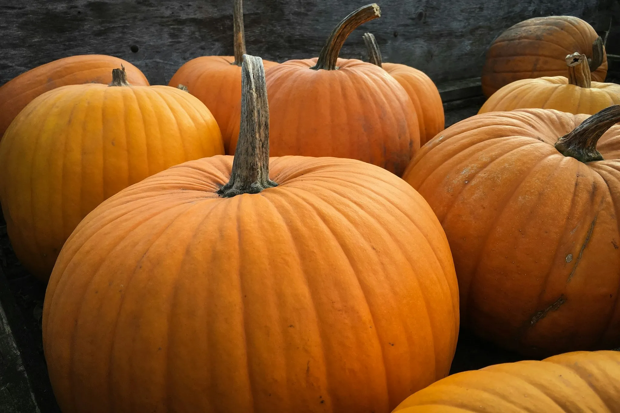 Bright Orange Pumpkins Grouped on Dark Background Wallpaper