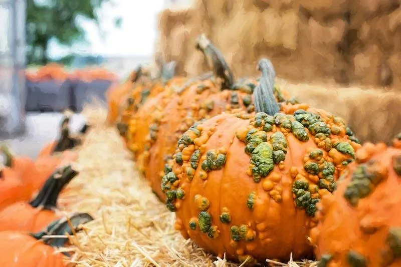 Bumpy Pumpkin on Display at Autumn Harvest Fair Wallpaper