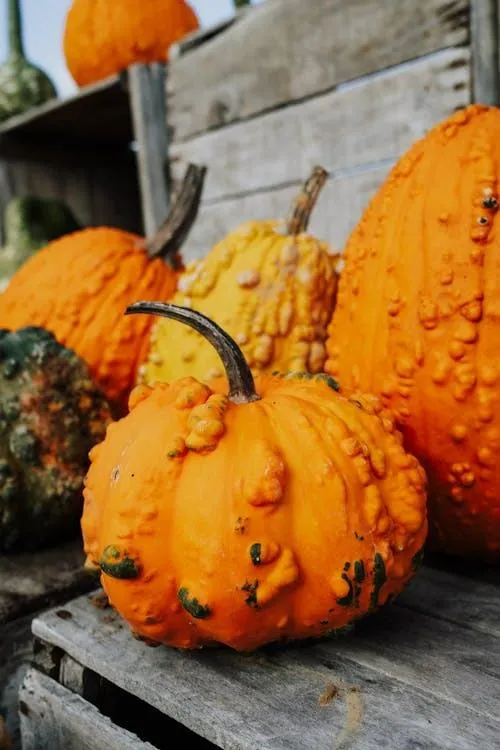 Bumpy Pumpkins on Porch in Fall Setting Free 4K Wallpaper