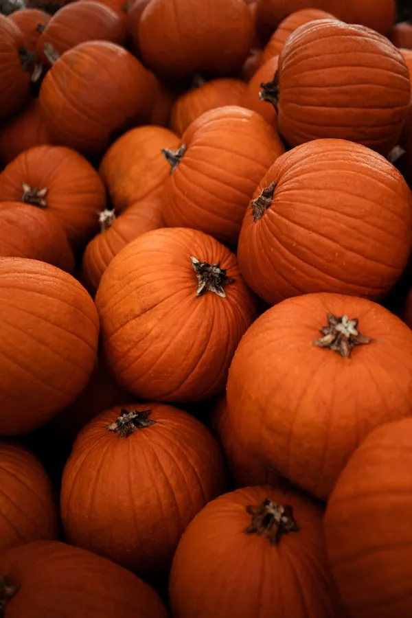 Bunch Of Fresh Orange Pumpkins For Halloween Wallpaper