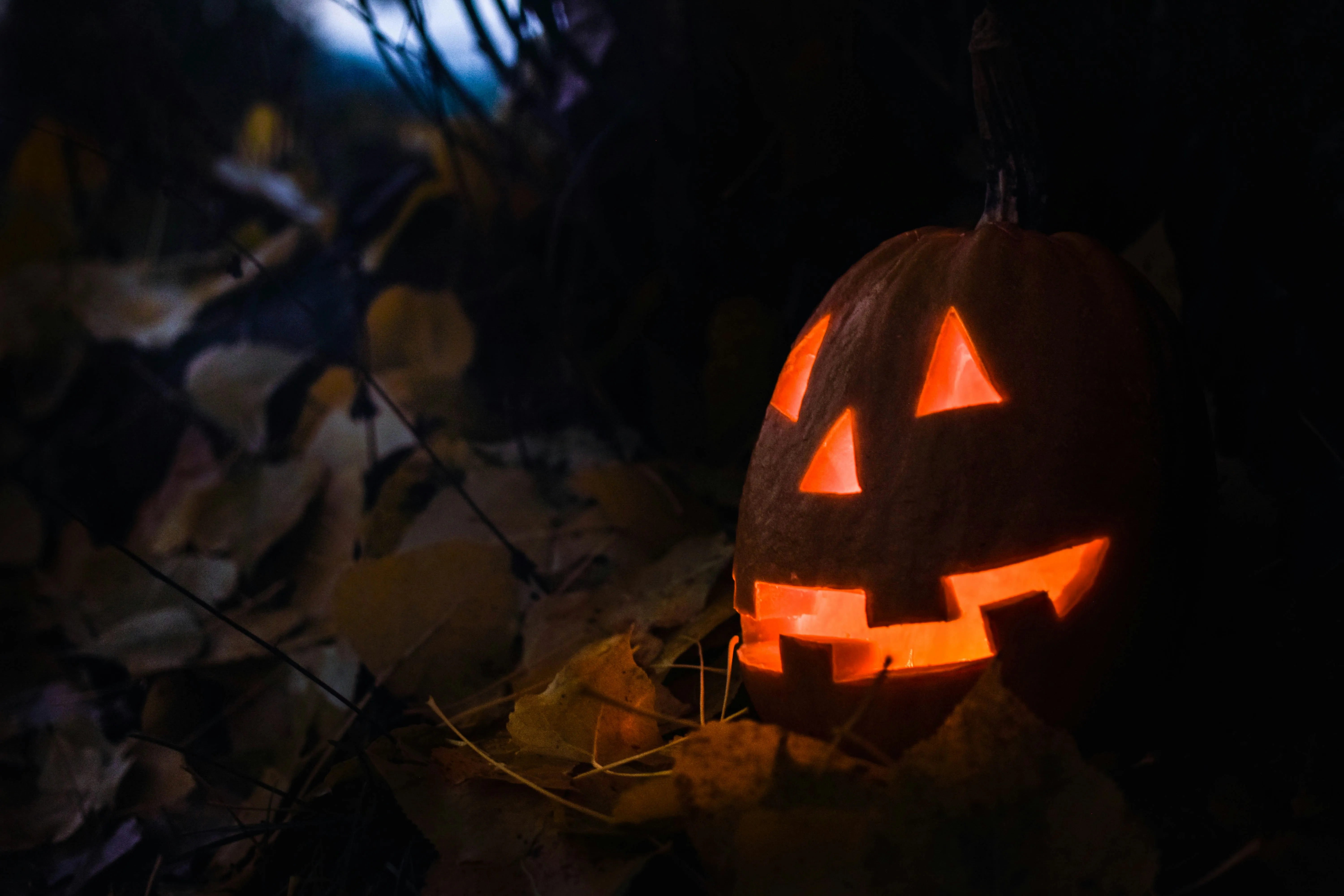 Carved Pumpkin Lit Up in Dark Forest Setting Wallpaper