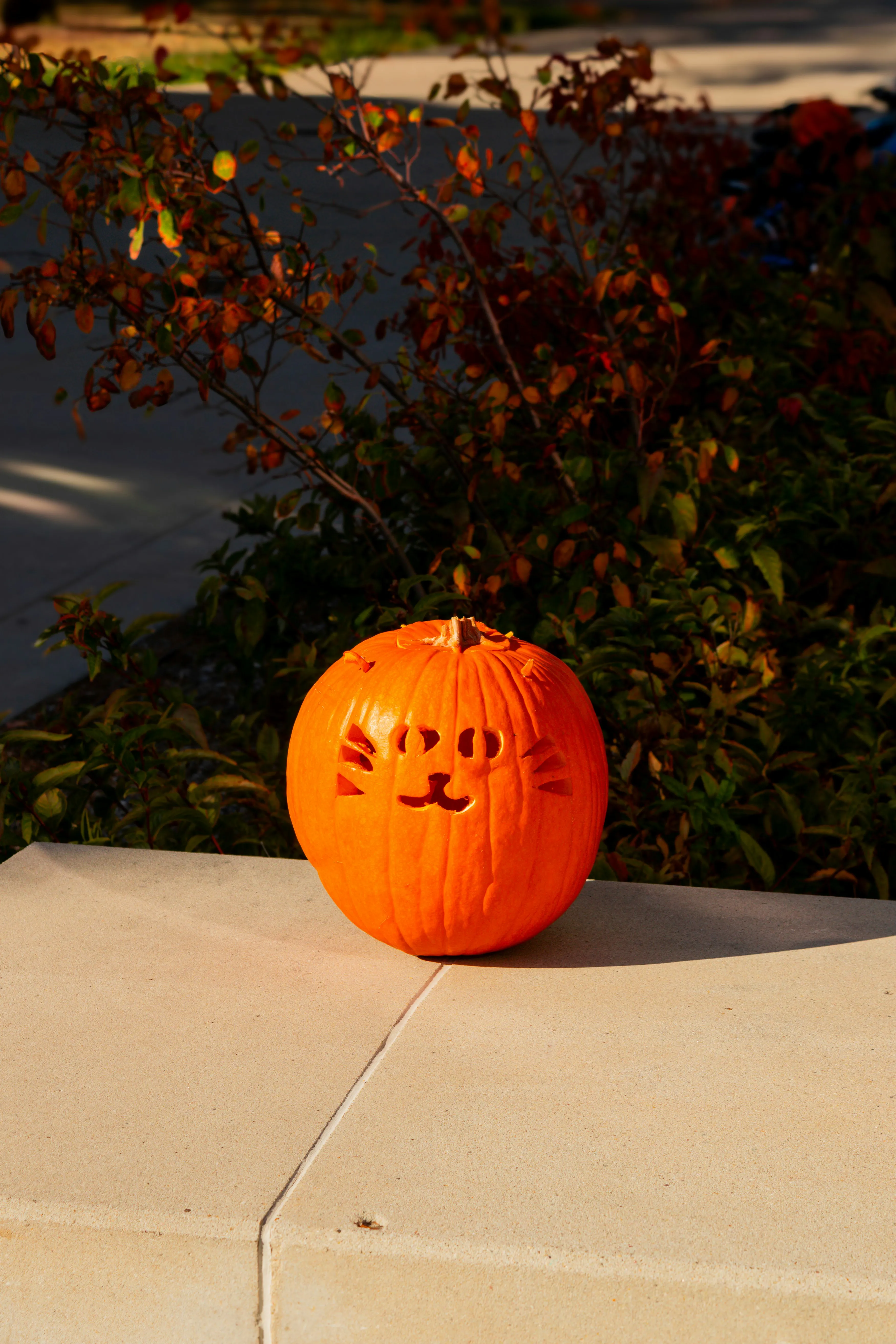 Carved Pumpkin on Concrete Slab in Autumn Light Image