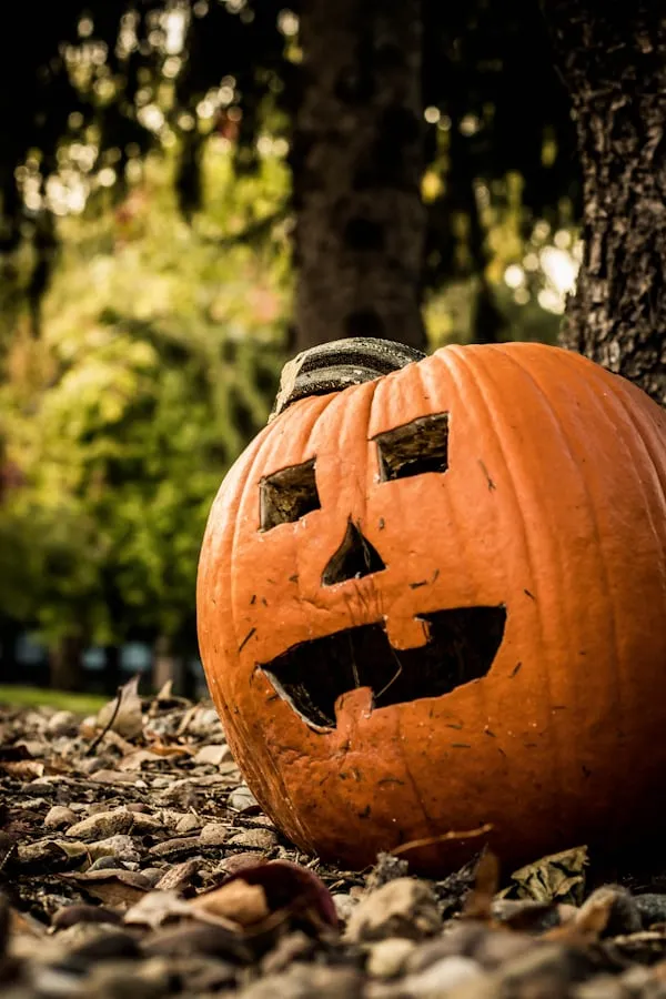 Carved Pumpkin Sitting on Forest Floor in Golden Fall Light