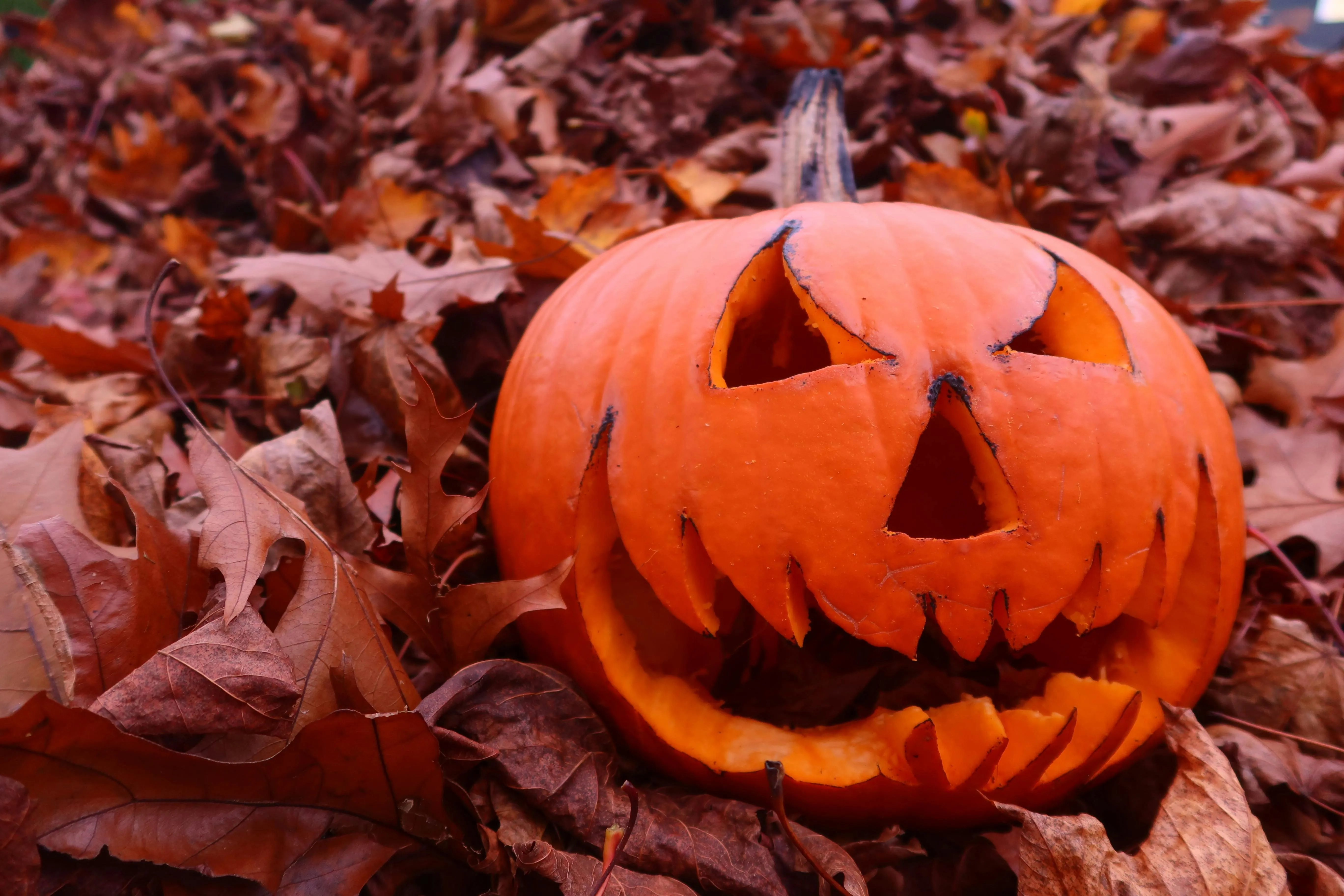 Classic Halloween Pumpkin Carved Face in Fallen Leaves