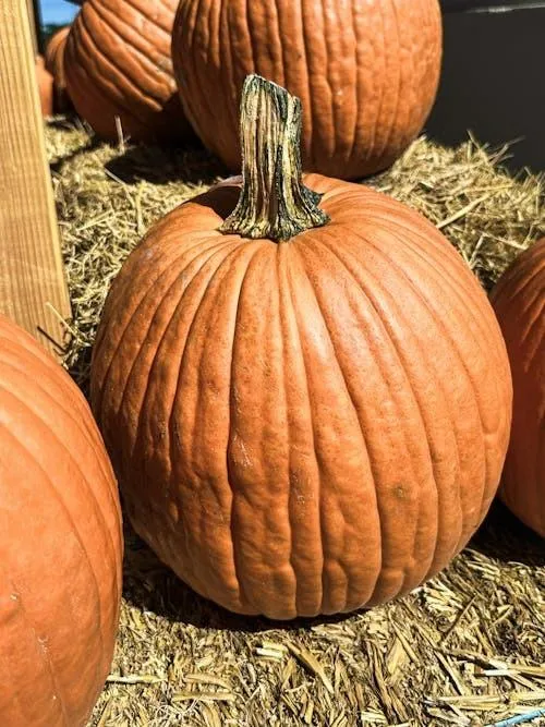 Classic Large Pumpkin in Hay For Halloween Decor Image